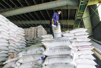 Các doanh nghiệp xuất khẩu gạo đã tận dụng cơ hội để mở rộng thị trường, nhưng sản lượng còn thấp. Ảnh: Đ.T 