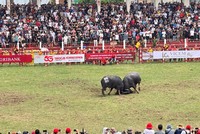 Lễ hội chọi trâu Đồ Sơn - nét văn hóa độc đáo miền biển Hải Phòng 