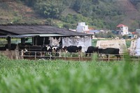 Dịch bệnh và mưa bão đã ảnh hưởng nặng nề đến ngành chăn nuôi 