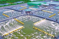 Phát triển Cà Mau trở thành Trung tâm sản xuất chế biến tôm của cả nước 