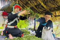 Ở Hợp tác xã Hệ sinh thái du lịch Suối Giàng (Lào Cai), đồng bào Mông chính là chủ thể đánh thức “vàng xanh” của núi rừng.