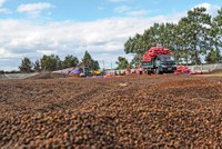 Cà phê là một trong những mặt hàng đem lại giá trị xuất khẩu cao 