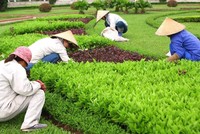 Hà Nội: Mời thầu 2 gói thầu cung cấp dịch vụ công ích tại xã Thuận An