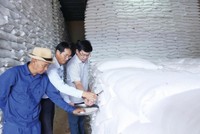 Lãnh đạo Chi cục Dự trữ Nhà nước khu vực II trực tiếp kiểm tra chất lượng gạo nhập kho dự trữ quốc gia năm 2025. Ảnh: Đức Minh