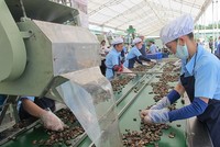 Ngành điều thu hơn 5,2 tỷ USD từ xuất khẩu trong năm 2025, tăng 20,4% so với năm 2024. 