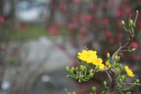 Xây nội lực cho vận hội mới 2026