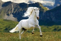 Doanh nhân càng gặp thử thách càng bộc lộ bản lĩnh, như người xưa thường nói "đường dài mới biết ngựa hay"