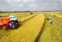 Bộ Tài chính đề xuất nâng mức hỗ trợ phí bảo hiểm nông nghiệp lên tối đa 95% với hộ nghèo.