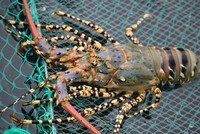 Tôm hùm bông Việt Nam được ưa chuộng tại Trung Quốc.