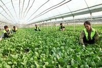 Chính phủ yêu cầu tạo mọi điều kiện thuận lợi theo quy định của pháp luật để khu vực kinh tế tập thể, hợp tác xã phát triển nhanh, bền vững. 