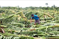 Bảo hiểm nông nghiệp bước đầu phát huy hiệu quả trong việc hỗ trợ người sản xuất nông nghiệp giảm thiểu rủi ro tài chính trước thiên tai, dịch bệnh. Ảnh: Đinh Văn Nhiều/TTXVN 