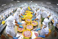 Thủy sản là một trong những ngành có kim ngạch xuất khẩu lớn sang Mỹ, các doanh nghiệp đã quen với áp lực thuế từ thị trường này 