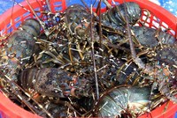 Xuất khẩu sang Trung Quốc 2 tháng đầu năm 2026 khởi sắc, tăng gần 40% so với cùng kỳ năm trước. 