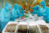 Sản xuất chế biến tôm xuất khẩu tại một doanh nghiệp