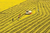 Xuất khẩu gạo: Ai kiểm soát thị trường người đó kiểm soát lợi nhuận 