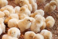 Từ sau Tết, giá thành nhiều sản phẩm chăn nuôi có xu hướng đi xuống.