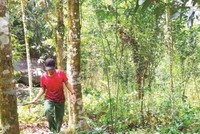 Quảng Ngãi gia hạn dự án dược liệu quý 200 tỷ đồng 