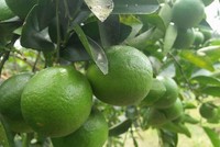 Trung Quốc mở cửa thị trường cho chanh và bưởi của Việt Nam.