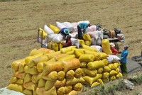 Xuất khẩu gạo đến 15/4/2026 giảm so với cùng kỳ 155 triệu USD. 