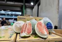 Bưởi Việt Nam lần đầu xuất khẩu sang Úc.