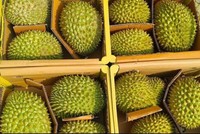 Giá sầu riêng suy giảm ngay từ đầu vụ, khiến nhiều nông dân và nhà vườn lo lắng.