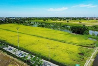 Hải Phòng phát triển nông thôn bền vững với Bộ tiêu chí nông thôn mới giai đoạn 2026-2030 