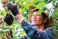 Nông dân thu hoạch cà phê tại Tây Nguyên - nơi doanh nghiệp cùng người dân triển khai mô hình canh tác đạt chuẩn ESG