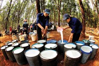 Giá dầu thô và giá cao su thiên nhiên có mối quan hệ đồng biến gián tiếp