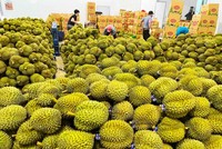 Thị trường Ấn Độ đã mở cửa cho trái sầu riêng tươi của Việt Nam, hứa hẹn sớm trở thành nhóm hàng tỷ USD.