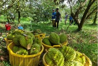 Năm 2025, con số xuất khẩu sầu riêng của Việt Nam đạt kỷ lục với kim ngạch 3,86 tỷ USD, cao nhất trong các ngành hàng rau quả.