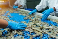 Xuất khẩu tôm mang về 2,8 tỷ USD sau 7 tháng, đóng góp đáng kể vào kim ngạch xuất khẩu toàn ngành thủy sản.