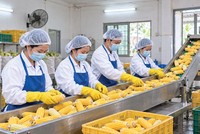 Doanh nghiệp hoạt động chính trong lĩnh vực sản xuất, chế biến và kinh doanh nông sản như sắn, ngô…
