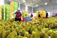 Xuất khẩu rau quả tháng 8 đạt gần 1,4 tỷ USD, đưa kim ngạch xuất khẩu 8 tháng vượt 6,15 tỷ USD, tăng 27,7% so với cùng kỳ. 
