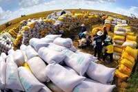 Xuất khẩu gạo 9 tháng thu về 3,05 tỷ USD, giảm 12,3% so với cùng kỳ năm trước. 