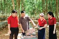 Trong cơ cấu tín dụng xanh của Agribank, lâm nghiệp bền vững chiếm tỷ trọng hơn một nửa tổng dư nợ