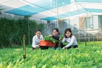 Ở lĩnh vực nông nghiệp, mức độ tham gia bảo hiểm còn rất hạn chế so với quy mô sản xuất