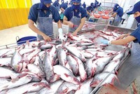 Năm 2018, Nam Việt (ANV) lãi hơn 604 tỷ đồng, tăng gấp hơn 3 lần năm 2017