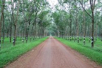 Tập đoàn Cao su (GVR) có thể nhận tối thiểu 361 tỷ đồng tiền cổ tức từ Cao su Phước Hòa (PHR)