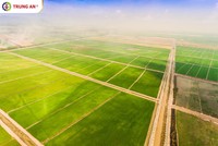 Vừa mua vào 10 triệu cổ phiếu, Phó chủ tịch TAR tiếp tục đăng ký mua thêm 5 triệu cổ phiếu