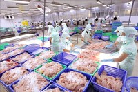 Quý I/2022, Thuỷ sản Cửu Long An Giang (ACL) báo lãi tăng gần gấp 6 lần