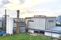 Đông Dương (DDG) đẩy mạnh lĩnh vực Biomass, mở rộng trồng và khai thác rừng trồng