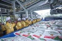 Phân bón Cà Mau (DCM) xuất khẩu thành công lô hàng đầu tiên sang Mỹ