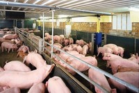 Chăn nuôi Mitraco (MLS) trả cổ tức bằng tiền tỷ lệ 40%