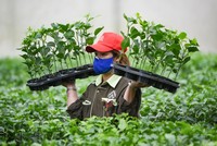 Nafoods Group (NAF) dự kiến phát hành gần 3 triệu cổ phiếu ESOP giá 10.000 đồng/CP