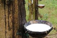 Cao su Thống Nhất (TNC) đặt kế hoạch lợi nhuận năm 2022 giảm 20%, chia cổ tức tỷ lệ 15%