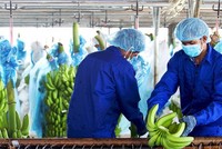 Hoàng Anh Gia Lai (HAG) góp 27,5 tỷ đồng thành lập công ty bán buôn thực phẩm