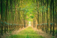 Cao su Đắk Lắk (DRI) lãi quý II giảm 87% do lỗ chênh lệch tỷ giá