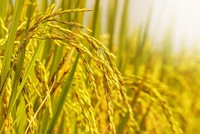 Xuất khẩu gạo rộng cửa