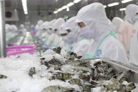 Kim ngạch xuất khẩu tôm tháng 10 đạt 498 triệu USD, tăng 26%