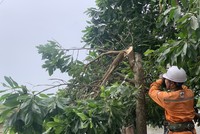 Điện lực miền Bắc dồn toàn lực ứng phó với bão Talim